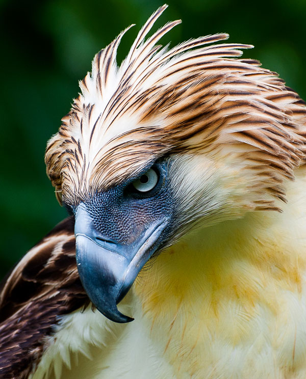 random pic philippine eagle