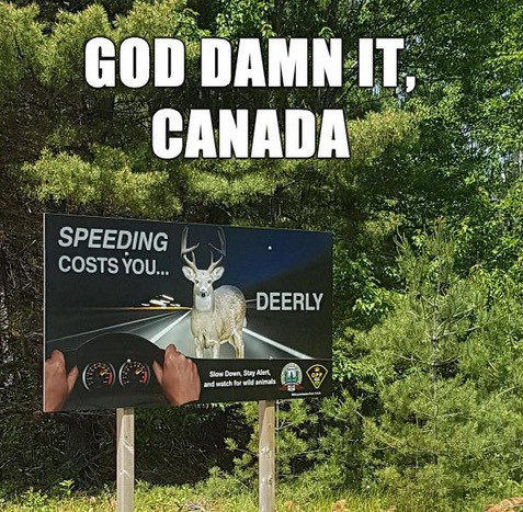 funny canadian moose memes - God Damn It. Canada Speeding Costs You... Deerly Slow Down. Stay Alert Sp and watch for wild animals