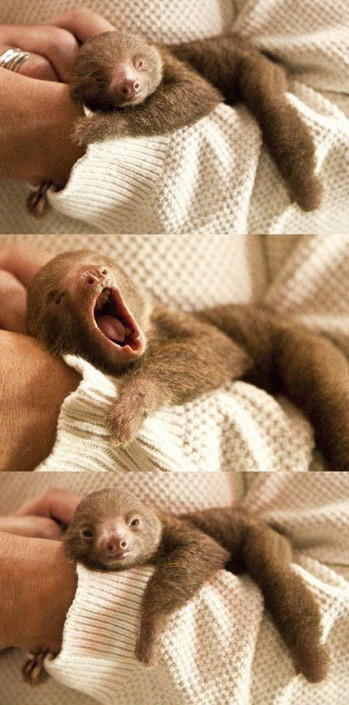 too cute baby sloth