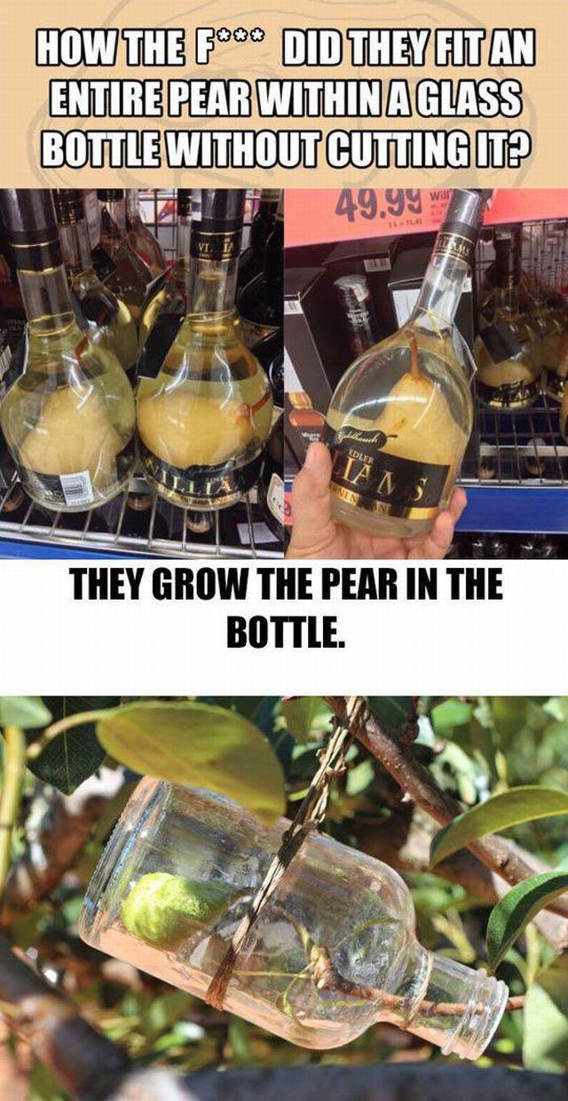 funny pear memes - How The F Did They Fit An Entire Pear Within A Glass Bottle Without Cutting It? 49.99 Edler They Grow The Pear In The Bottle.