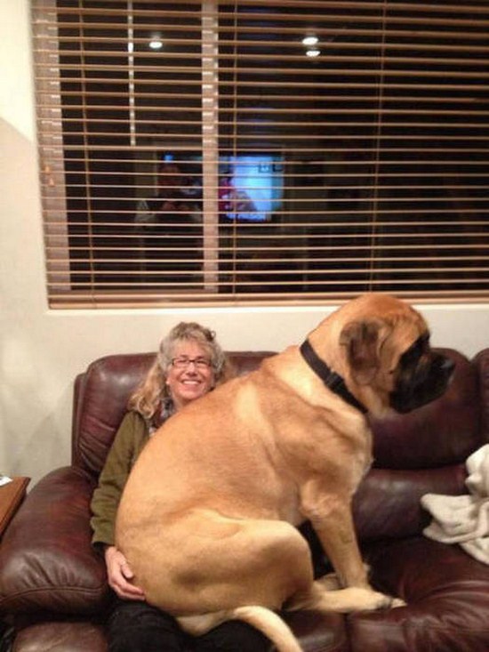 large lap dog