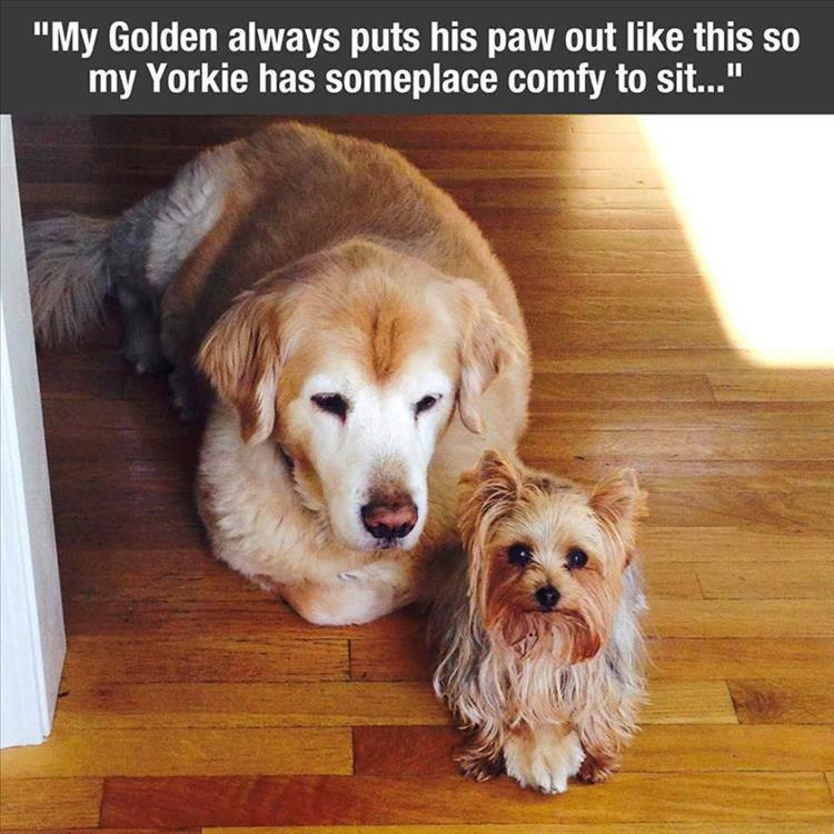 yorkie and golden retriever meme funny - "My Golden always puts his paw out this so my Yorkie has someplace comfy to sit..."