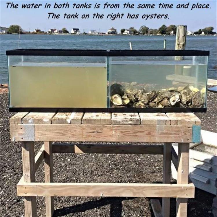 oyster shell water filter - The water in both tanks is from the same time and place. The tank on the right has oysters.