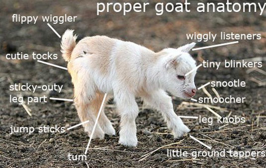 anatomy of a goat - proper goat anatomy flippy wiggler wiggly listeners cutie tocks stickyouty leg part tiny blinkers snootle smoocher leg knobs jump sticks little ground tappers