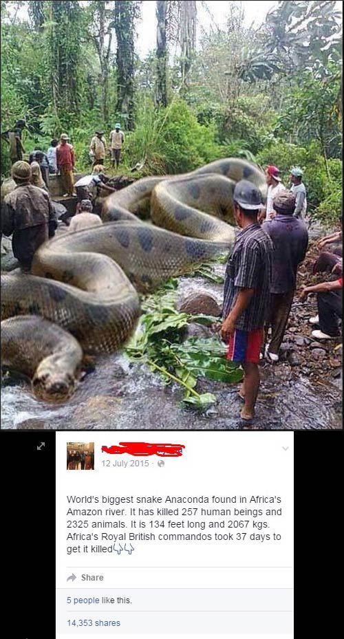 anaconda snake - World's biggest snake Anaconda found in Africa's Amazon river. It has killed 257 human beings and 2325 animals. It is 134 feet long and 2067 kgs. Africa's Royal British commandos took 37 days to get it killed 5 people this. 14,353