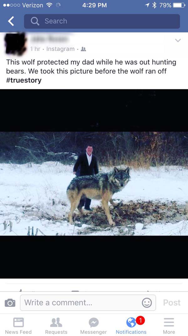 video - 1 79% ..O0o Verizon Q Search 1 hr Instagram This wolf protected my dad while he was out hunting bears. We took this picture before the wolf ran off o Write a comment... Post News Feed Requests Messenger Notifications More
