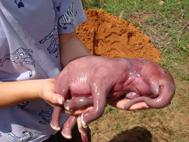 elephant foetus