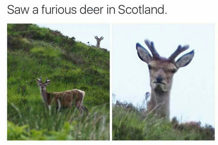 angry deer face - Saw a furious deer in Scotland.