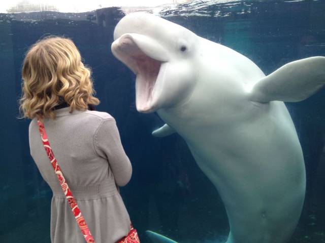 beluga whale laughing - An