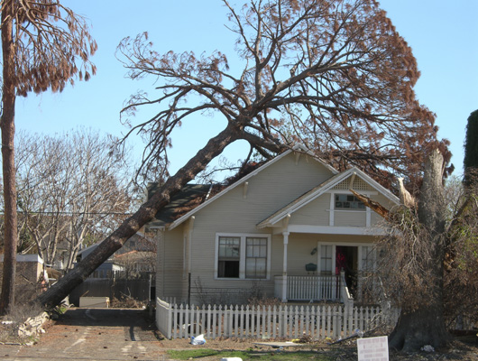 wind tree fallen into house