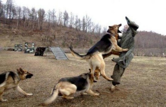 north korea military dogs