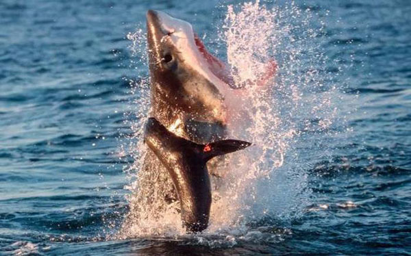 great white shark catches seal