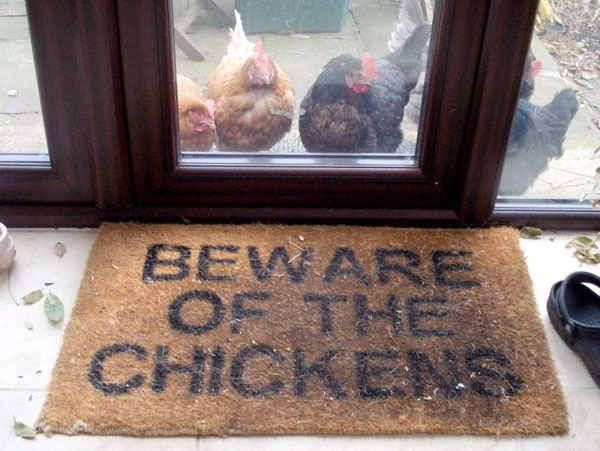 Chicken - Beware Chickens,