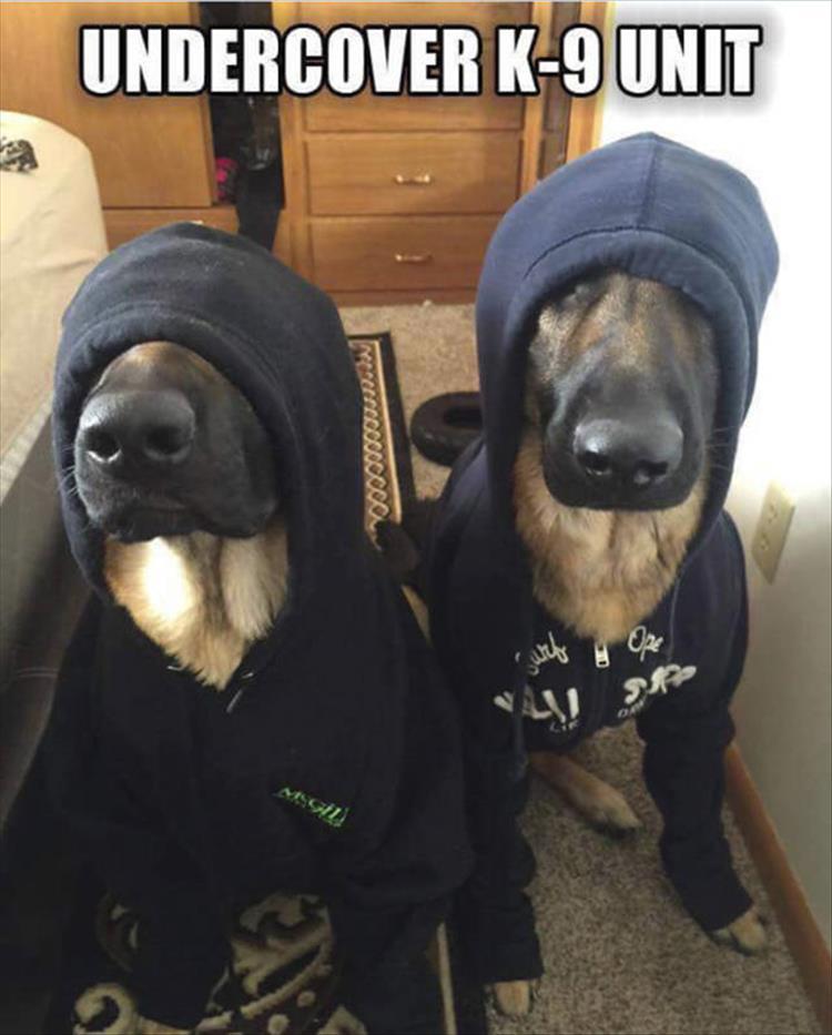 undercover k9 unit - Undercover K9 Unit P 41