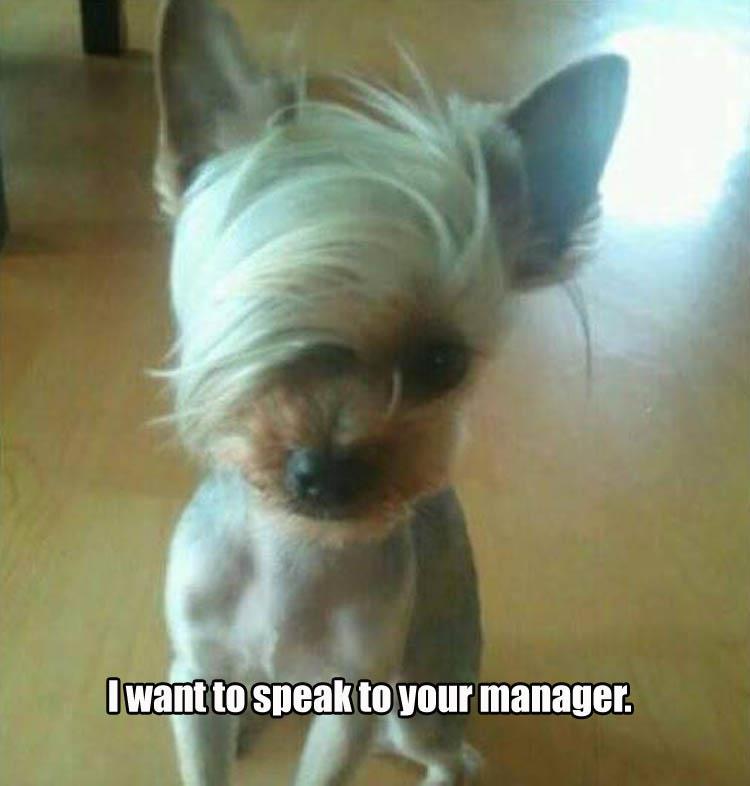 memes - dog wants to talk to manager - I want to speak to your manager.