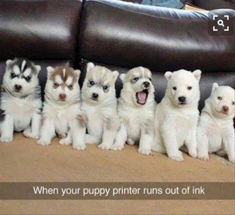memes - puppies ran out of ink - L When your puppy printer runs out of ink