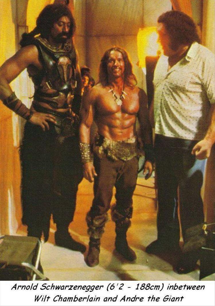 memes - arnold schwarzenegger looks small - Arnold Schwarzenegger 6'2 188cm inbetween Wilt Chamberlain and Andre the Giant