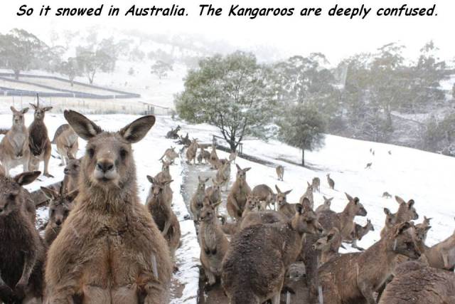 kangaroos snow - So it snowed in Australia. The Kangaroos are deeply confused.