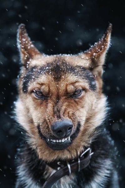 german shepherd snarling snow