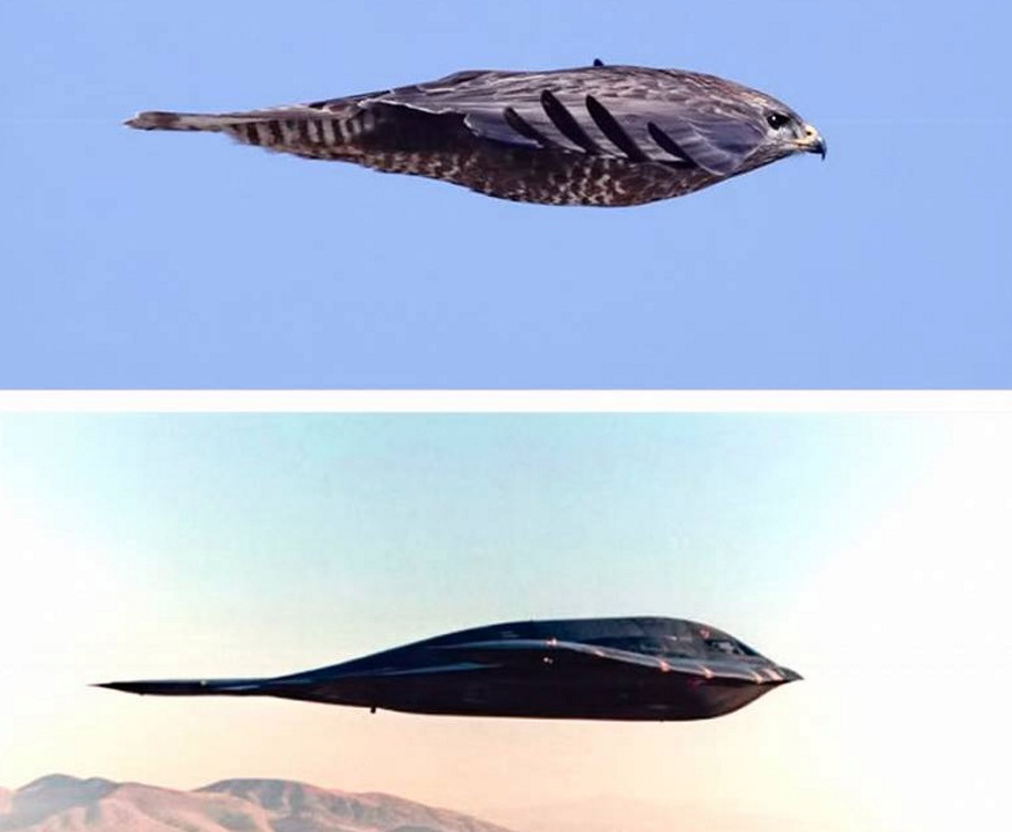peregrine falcon b2 bomber