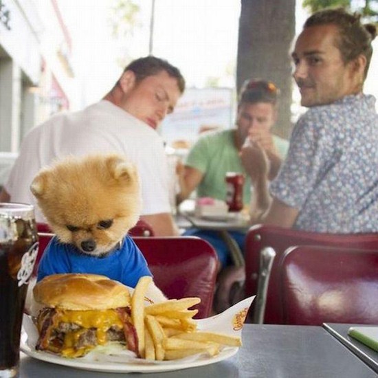 jiff the pomeranian dog burger