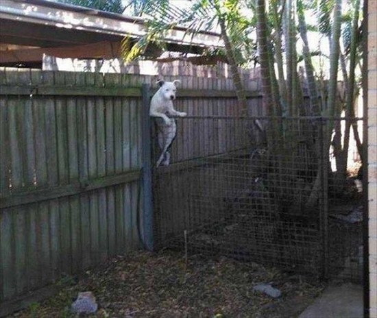 fence funny