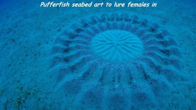 Pufferfish seabed art to lure females in