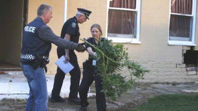 The collapsed wall revealed cannabis plants and equipment inside the house. It was a nice catch for the police.