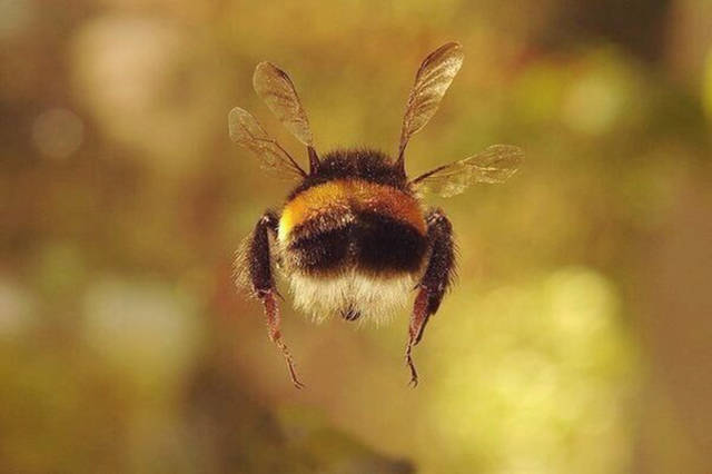 fascinating photo bumblebee insect