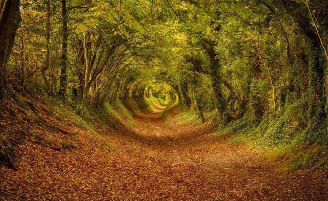 fascinating photo ashdown forest tunnel