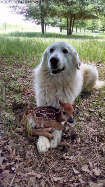 fascinating photo cute great pyrenees puppy - Youtubeparisnews