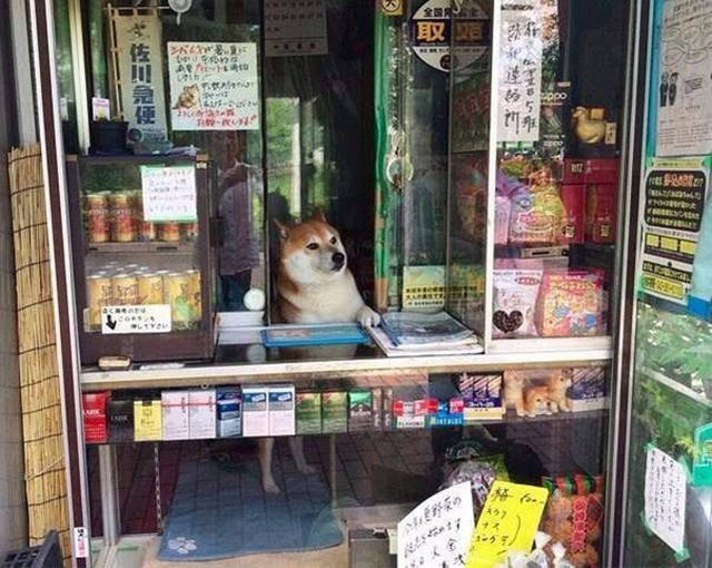 fascinating photo shiba inu cigarette shop