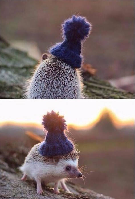 fascinating photo hedgehog with beanie