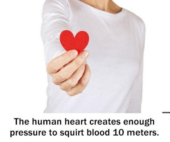 love - The human heart creates enough pressure to squirt blood 10 meters.