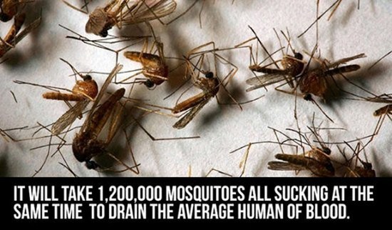 It Will Take 1.200.000 Mosquitoes All Sucking At The Same Time To Drain The Average Human Of Blood.