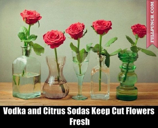 viagra flowers - Fullpunch.Com Vodka and Citrus Sodas Keep Cut Flowers Fresh