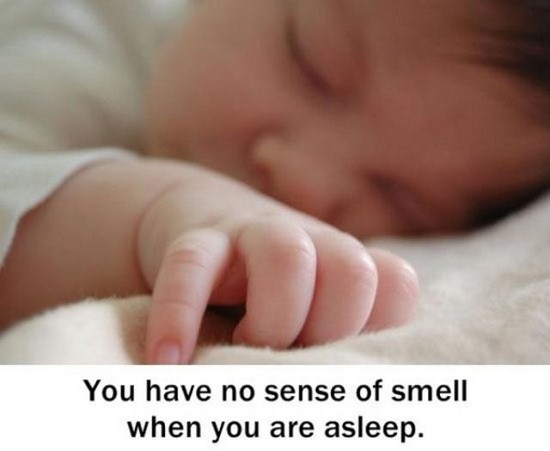knowledge facts - You have no sense of smell when you are asleep.