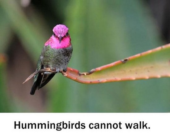 interesting knowledgeable facts - Hummingbirds cannot walk.