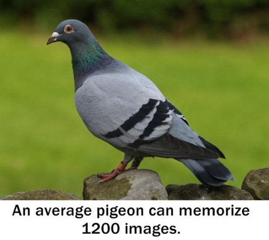 pigeons and doves - An average pigeon can memorize 1200 images.