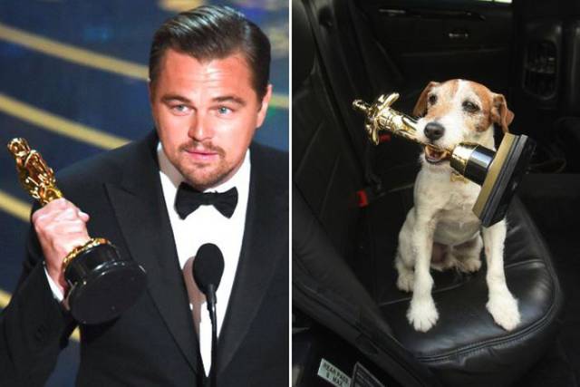 27 Doppleganger Dogs That Are Dead Ringers Of Celebrities!