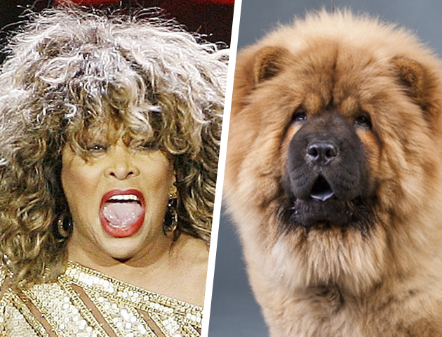 27 Doppleganger Dogs That Are Dead Ringers Of Celebrities!