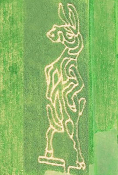 wilcox farms corn maze