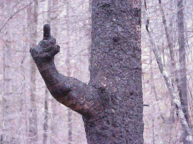 fuck you tree