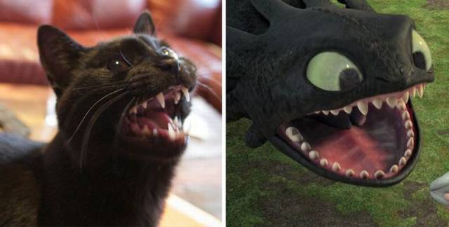 black cats look like toothless