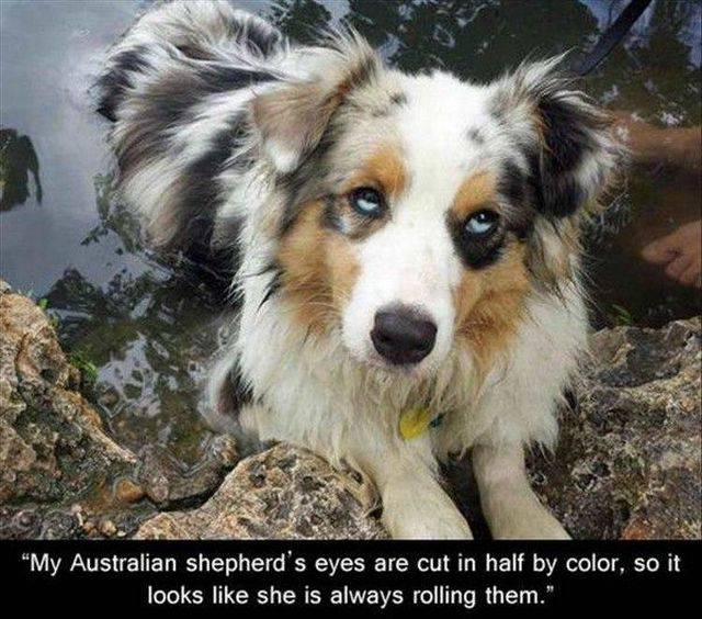 australian shepherd heterochromia - My Australian Shepherd's eyes are cut in half by color, so it looks she is always rolling them."