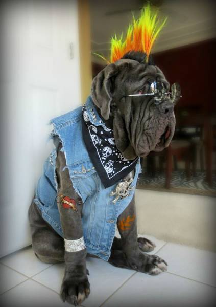 punk dog -