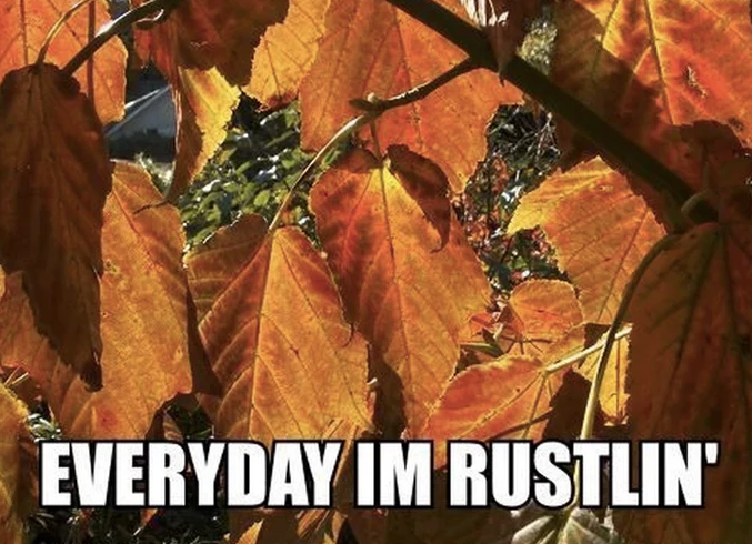 corny fall meme about rustlin' everyday