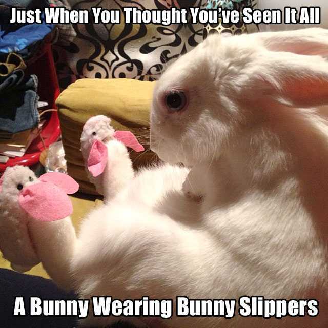 bunny wearing slippers - Just When You Thought You've Seen It All A Bunny Wearing Bunny Slippers
