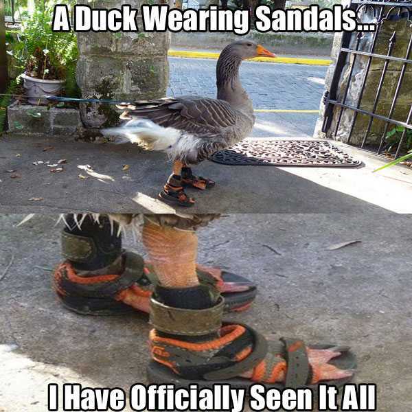 you don t see that everyday - . A Duck Wearing Sandals.r. I Have Officially Seen It All