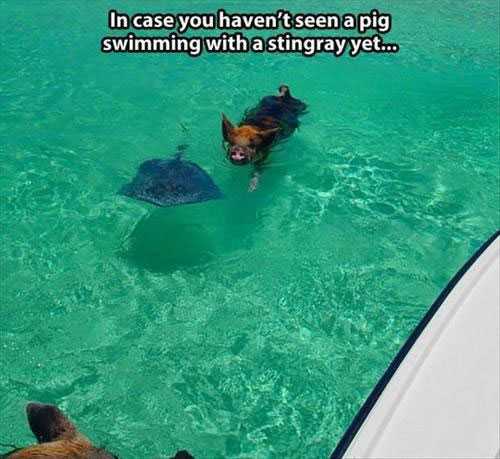 funny stingray - In case you haven't seen a pig swimming with a stingray yet...